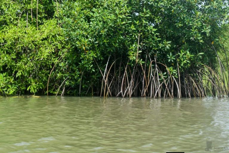 🌿 Journée Mondiale des Zones Humides 2026 « Zones humides et savoirs traditionnels : célébrer le patrimoine culturel »